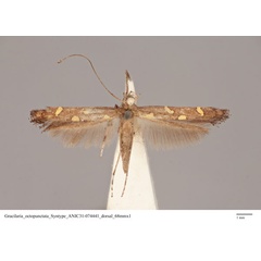 /filer/webapps/moths_gc/media/images/O/octopunctata_Caloptilia_ST_ANIC31-074441_dorsal.jpg