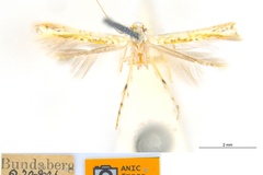 Cuphodes maculosa