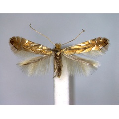 /filer/webapps/moths_gc/media/images/Q/quercifoliella_Phyllonorycter_A_EIHU.jpg