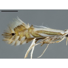 /filer/webapps/moths_gc/media/images/B/baccharidis_Phyllocnistis_HT_ZMHB.jpg