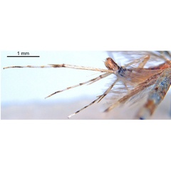 /filer/webapps/moths_gc/media/images/D/digitata_Dondavisia_HT_legs_De-Prins-etal_2025_278.jpg