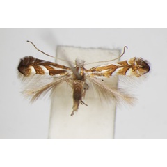 /filer/webapps/moths_gc/media/images/R/ringoniella_Phyllonorycter_A_ZSM_2.jpg