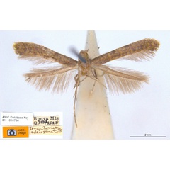 /filer/webapps/moths_gc/media/images/A/adelosema_Caloptilia_HT_ANIC.jpg