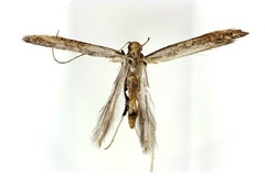 Caloptilia soyella
