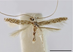 /filer/webapps/moths_gc/media/images/A/attenuatum_Acrocercops_HT_1407157_BMNH.jpg