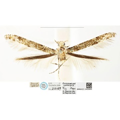 /filer/webapps/moths_gc/media/images/C/cyanospila_Conopomorpha_PLT_BMNH_1405849.jpg