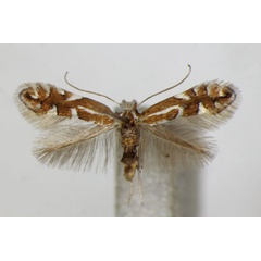 /filer/webapps/moths_gc/media/images/C/cerasicolella_Phyllonorycter_A_ZSM_4.jpg