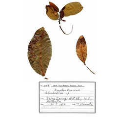 /filer/webapps/moths_gc/media/images/C/cornuta_Diphtheroptilia_PT3_host-plant_ANIC.jpg