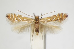 Phyllonorycter platani