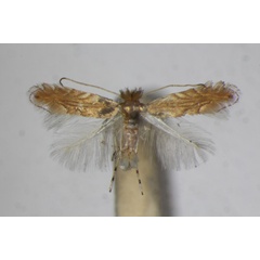 /filer/webapps/moths_gc/media/images/P/parisiella_Phyllonorycter_A_ZSM_4.jpg