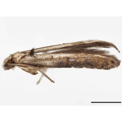 /filer/webapps/moths_gc/media/images/P/pithecollobiella_Neurostrota_HT_USNM.jpg