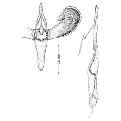 /filer/webapps/moths_gc/media/images/S/schinusifoliae_Caloptilia_GM_Davis et al_2011_70.jpg