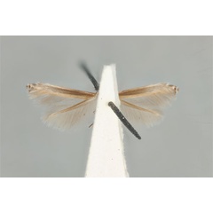 /filer/webapps/moths_gc/media/images/S/stereomita_Acrocercops_ST_ANIC31-036696_ventral.jpg