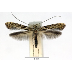 /filer/webapps/moths_gc/media/images/C/cuculipennella_Caloptilia_iW_02_LR.jpg