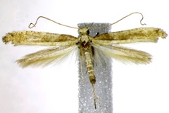 Caloptilia paradoxum