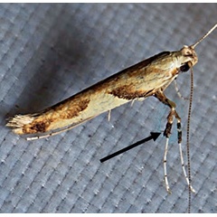 /filer/webapps/moths_gc/media/images/H/honoratella_Caloptilia_A_Bengtsson_2026_24.jpg