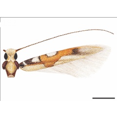 /filer/webapps/moths_gc/media/images/P/pithecollobiae_Eucosmophora_HT_USNM.jpg