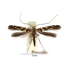 /filer/webapps/moths_gc/media/images/B/brongniardella_Acrocercops_female_RBINS.jpg