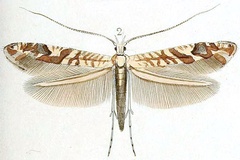 Caloptilia plagata