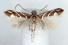 Phyllonorycter grewiaephilos