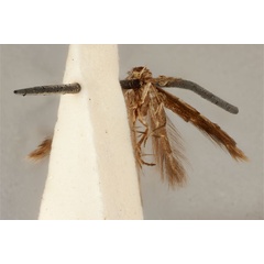 /filer/webapps/moths_gc/media/images/E/enchalcoa_Phyllonorycter_ST_ANIC31-075610_ventral_wPPenQN.jpg