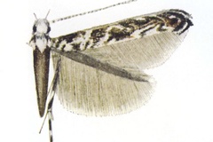 Stomphastis mixograpta