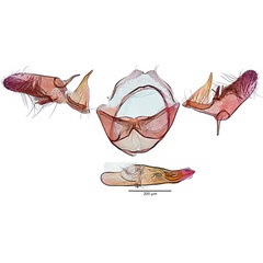 /filer/webapps/moths_gc/media/images/A/acaciella_Parectopa_PT_GM_ANIC.jpg