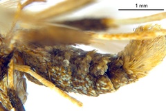 Kallia myopora