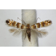 /filer/webapps/moths_gc/media/images/N/nicellii_Phyllonorycter_A_ZSM_2.jpg