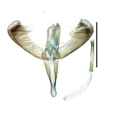 /filer/webapps/moths_gc/media/images/K/kadsurae_Caloptilia_GM_Kim-etal_2022_4.jpg