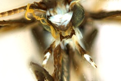 Liocrobyla desmodiella