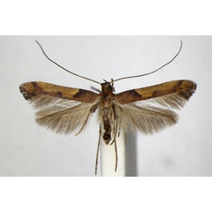 /filer/webapps/moths_gc/media/images/B/braccatella_Caloptilia_A_ZSM_2.jpg