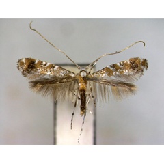 /filer/webapps/moths_gc/media/images/H/hederae_Eumetriochroa_PT_EIHU.jpg