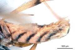 Epicephala breyniphaga