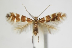 /filer/webapps/moths_gc/media/images/E/emberizaepennella_Phyllonorycter_A_ZSM_3.jpg