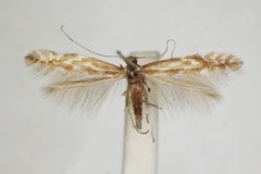 Phyllonorycter scopariella