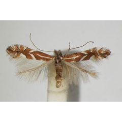 /filer/webapps/moths_gc/media/images/C/cerasicolella_Phyllonorycter_A_ZSM_6.jpg