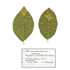 /filer/webapps/moths_gc/media/images/P/pinnatae_Liocrobyla_PT1_hostplant_ANIC.jpg