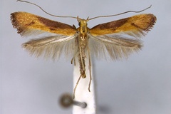 Caloptilia aurantiaca