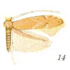 /filer/webapps/moths_gc/media/images/O/obsoleta_Lithocolletis_ST_Braun_22-14.jpg