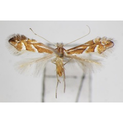 /filer/webapps/moths_gc/media/images/T/turugisana_Phyllonorycter_A_ZSM_2.jpg