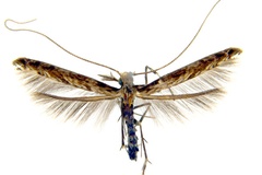 Diphtheroptila oxyloga