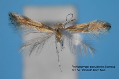 Phyllonorycter pseuditeina