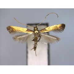 /filer/webapps/moths_gc/media/images/A/acericola_Caloptilia_PT_EIHU.jpg