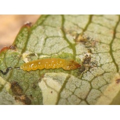 /filer/webapps/moths_gc/media/images/V/valentinensis_Phyllocnistis_larva_Wullaert_2019_40.jpg