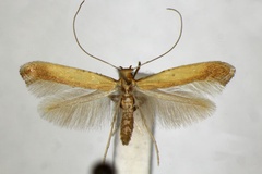 Caloptilia glycyrrhizae