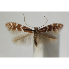 /filer/webapps/moths_gc/media/images/F/fraxinella_Phyllonorycter_A_ZSM_3.jpg