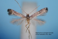 Metriochroa syringae