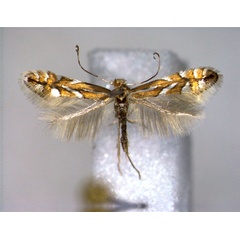 /filer/webapps/moths_gc/media/images/S/sorbi_Phyllonorycter_A_EIHU.jpg