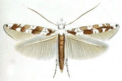 Gibbovalva quadrifasciata